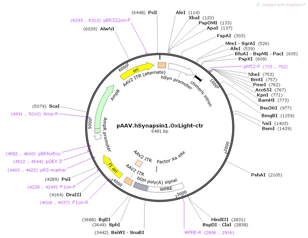 AAV-hsyn-OxLight(mut)
