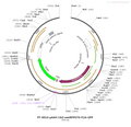 pAAV-CAG-emiRFP670-P2A-GFP