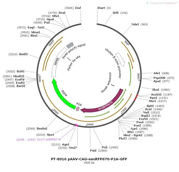 pAAV-CAG-emiRFP670-P2A-GFP
