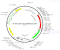 pAAV-CAG-miRFP680-P2A-GFP