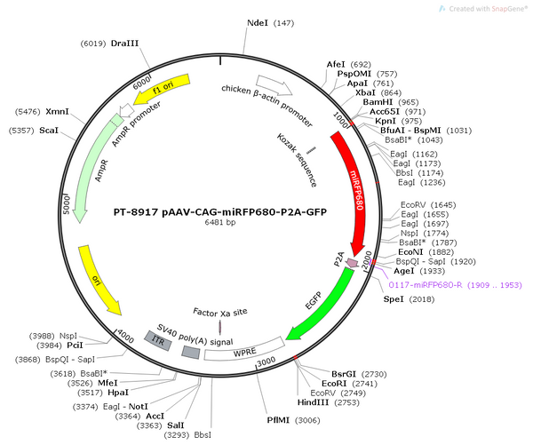 pAAV-CAG-miRFP680-P2A-GFP