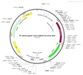 pAAV-CAG-miRFP720-P2A-GFP