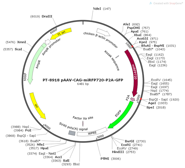 pAAV-CAG-miRFP720-P2A-GFP