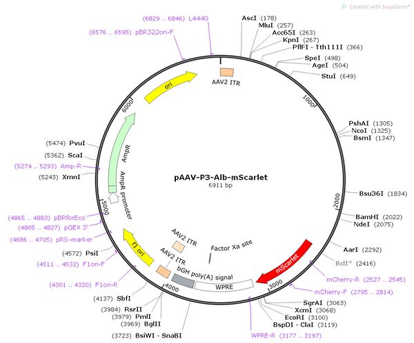 pAAV-P3-Alb-mScarlet