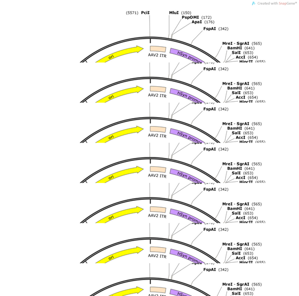 AAV-hSyn-synuclein-EGFP-WPRE-hGH polyA