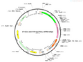 AAV-SYN-Tau441(2N4R)P301L-WPRE-bGHPA