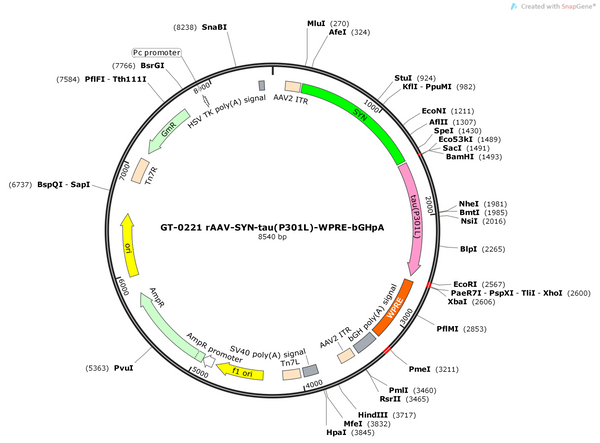 AAV-SYN-Tau441(2N4R)P301L-WPRE-bGHPA