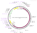 AAV-Mecp2-HA-NLS-spCas9-SV40 NLS-polyA