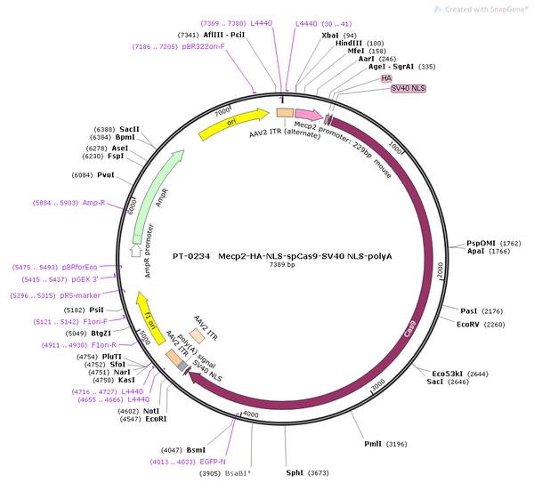 AAV-Mecp2-HA-NLS-spCas9-SV40 NLS-polyA