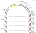 AAV-GfaABC1D-NES-jRGECO1a-WPRE-hGH polyA