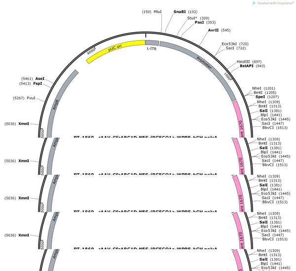 AAV-GfaABC1D-NES-jRGECO1a-WPRE-hGH polyA