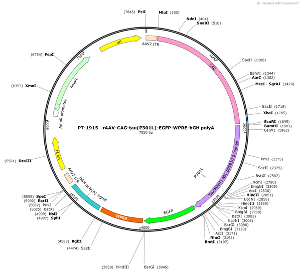 AAV-CAG-tau(P301L)-EGFP-WPRE-hGH polyA