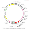 AAV-GfaABC1D-hM4D(Gi)-mCherry-5'mir-30-shRNA(empty)-3'mir-30