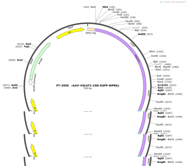 AAV-VGLUT1-Cre-EGFP-WPREs