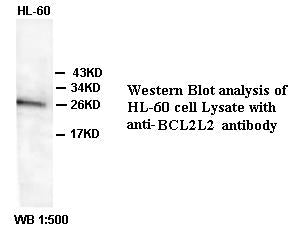 Anti-BCL2L2 Antibody – Figure 1 of 1