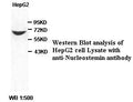 Anti-Nucleostemin Antibody – Figure 1 of 1