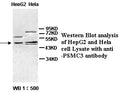 Anti-PSMC3 Antibody – Figure 1 of 1