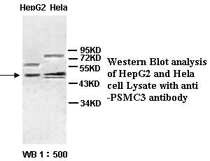 Anti-PSMC3 Antibody – Figure 1 of 1