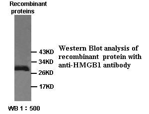 Anti-HMGB1 Antibody – Figure 1 of 1