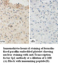 Anti-Transcription factor Sp1 Antibody – Figure 1 of 1