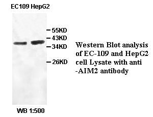 Anti-AIM2 Antibody – Figure 1 of 1
