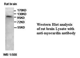 Anti-myocardin Antibody – Figure 1 of 1
