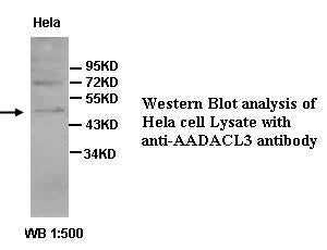 Anti-AADACL3 Antibody – Figure 1 of 1