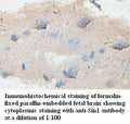 Anti-Sin1 Antibody – Figure 1 of 1