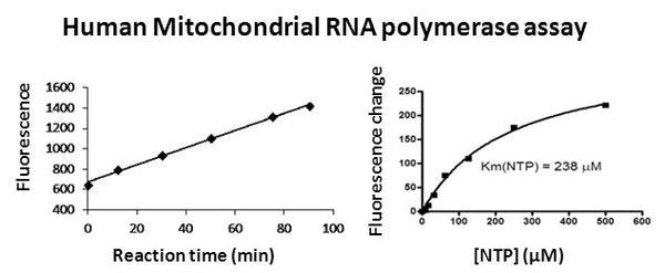 Human Mitochondrial RNA Polymerase Assay Kit – Figure 1 of 1