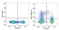 Lymphocyte-gated PBMCs stained with CD25 (7G7B6) FITC along with CD4 APC (Right panel); Lymphocyte-gated PBMC stained with FMO control along with CD4 APC (Left Panel).