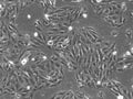 PK-15 cell