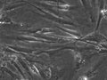 WI-38 cell