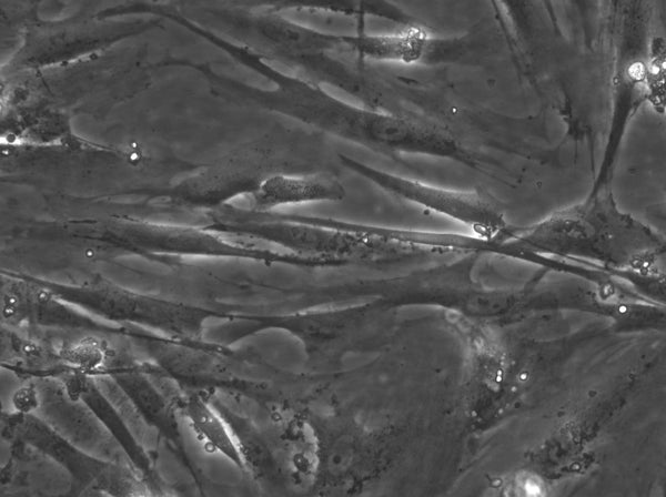 WI-38 cell