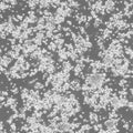 B95-8 cell