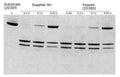 Recombinant Bovine Enterokinase, His, Expressed in Yeast (5U/μL)
