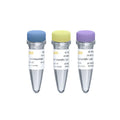 SUMO Protease (1 U/μL, Expressed in E.coli.)