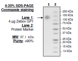 Zebov GP1, His-tag Recombinant – Figure 1 of 1