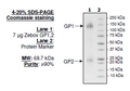 Zebov GP1,2, His-tag Recombinant – Figure 1 of 1