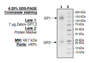 Zebov GP1,2, His-tag Recombinant – Figure 1 of 1