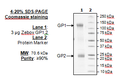 Zebov GP1,2, Biotin-labeled Recombinant – Figure 1 of 1