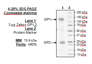 Zebov GP1,2, Biotin-labeled Recombinant – Figure 1 of 1