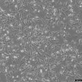 2106T cell