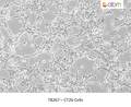 CT26 Cells – Figure 1 of 1