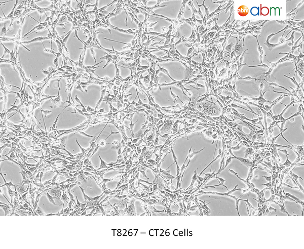 CT26 Cells – Figure 1 of 1