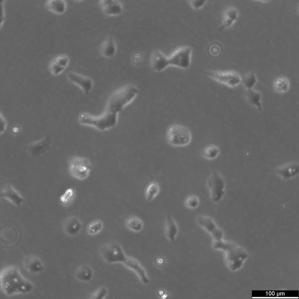 2427T cell