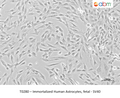 Immortalized Human Astrocytes, fetal - SV40 – Figure 1 of 1