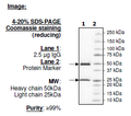Anti-GST-like protein, Monoclonal – Figure 1 of 2