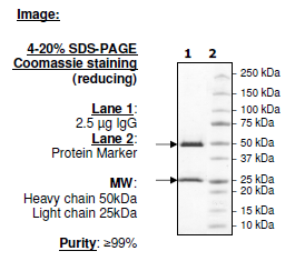 Anti-GST-like protein, Monoclonal – Figure 1 of 2