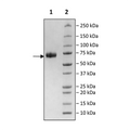 KIR2DL3, Fc fusion, Biotin-labeled (Human) Recombinant – Figure 1 of 2