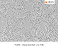 Tilapia Brain Cell Line (TiB) | Applied Biological Materials (abm)